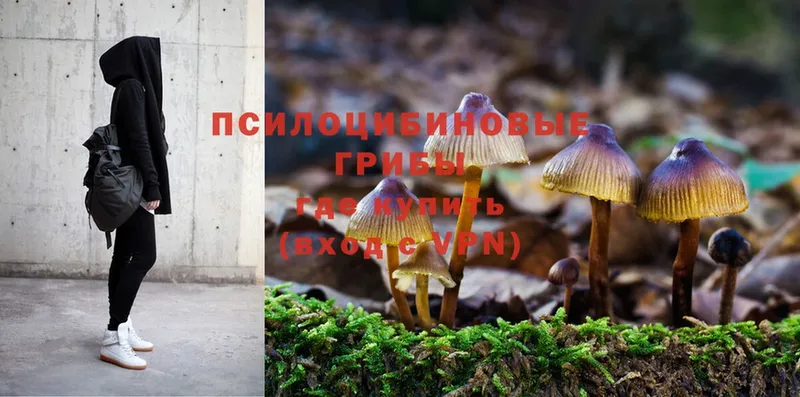 Галлюциногенные грибы Psilocybine cubensis  купить  сайты  Вязьма 