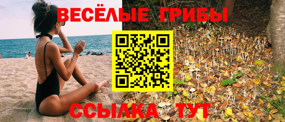 где найти   Вязьма  Галлюциногенные грибы Psilocybine cubensis 